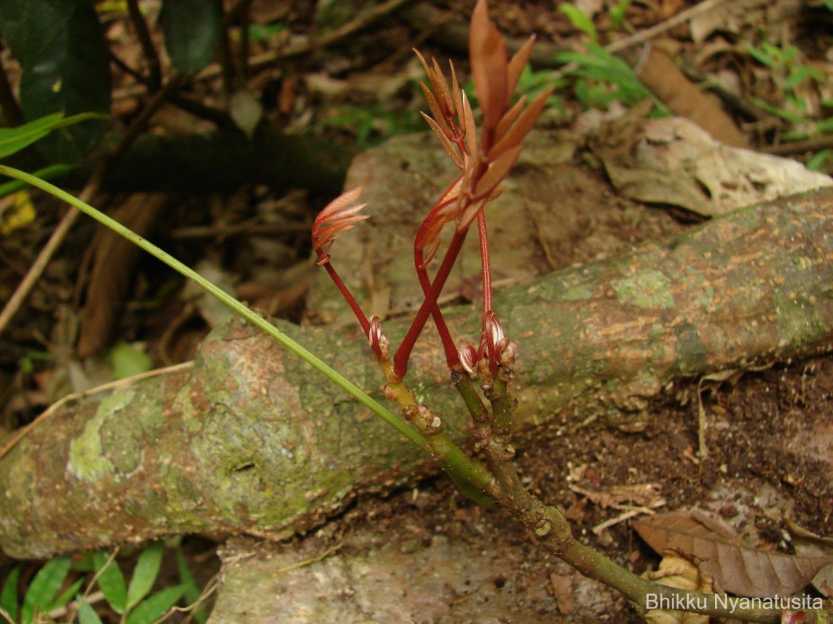 Derris canarensis (Dalzell) Baker